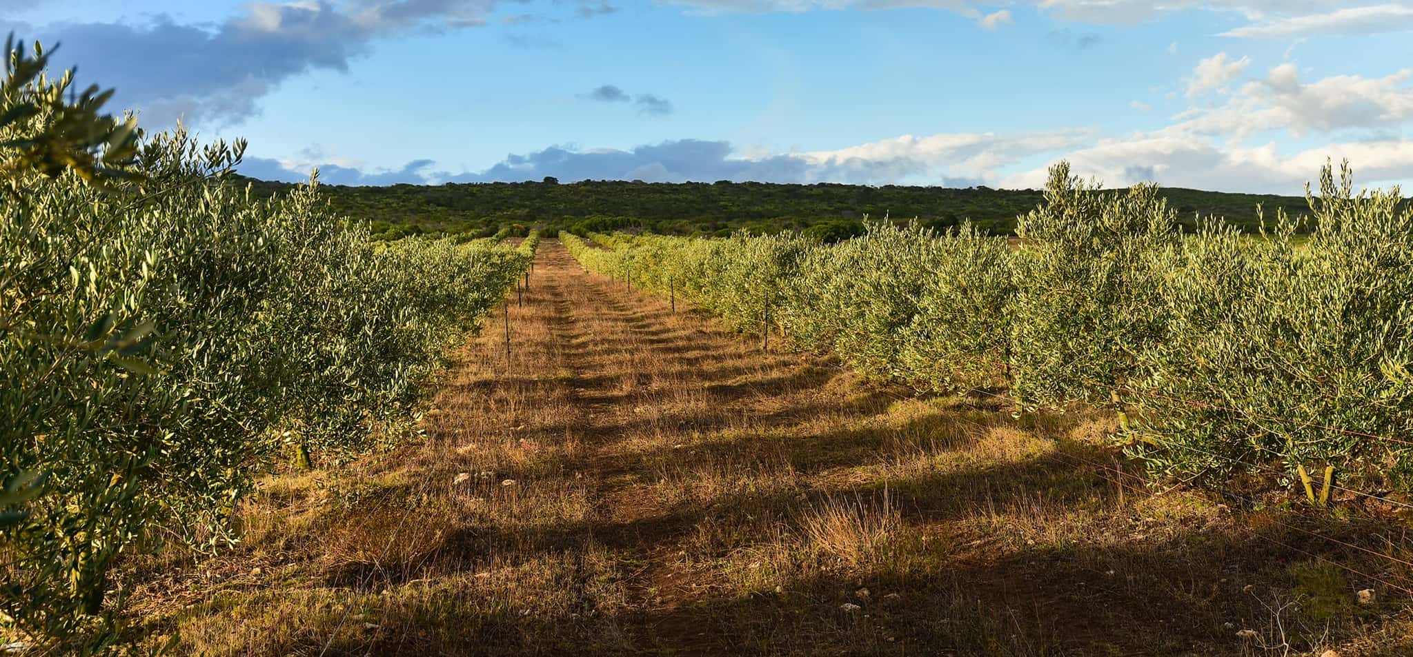 A grass track between rows of olive trees in the Stonehouse orchard, under a blue sky.
