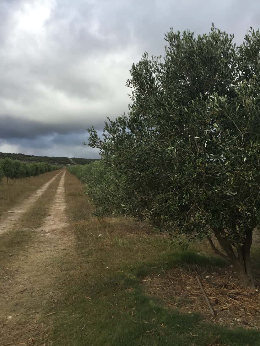 A farm track running past olive trees in the orchard under a grey sky.