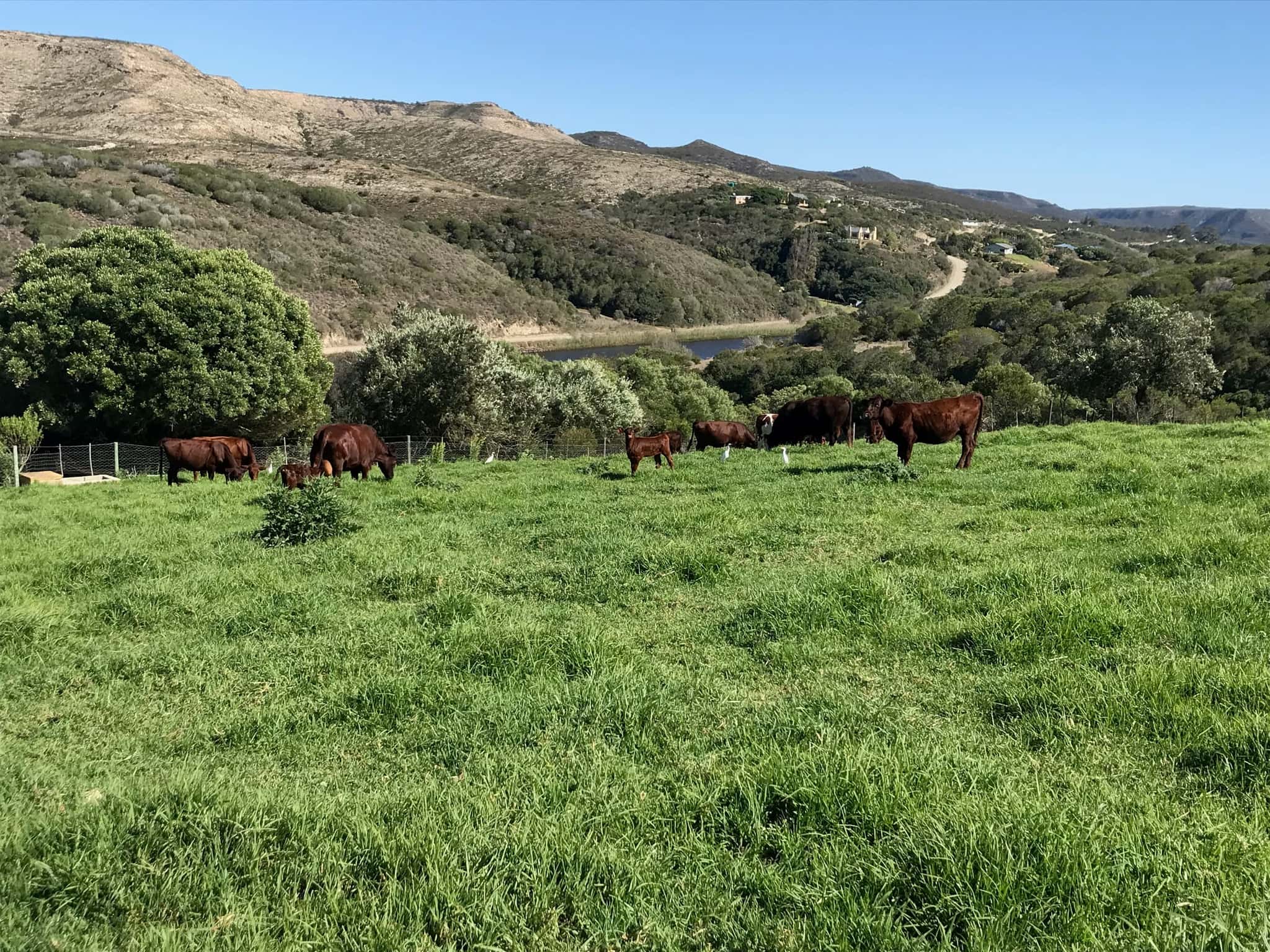The farm’s red cattle grazing a green pasture in the valley, with wooded hills behind.