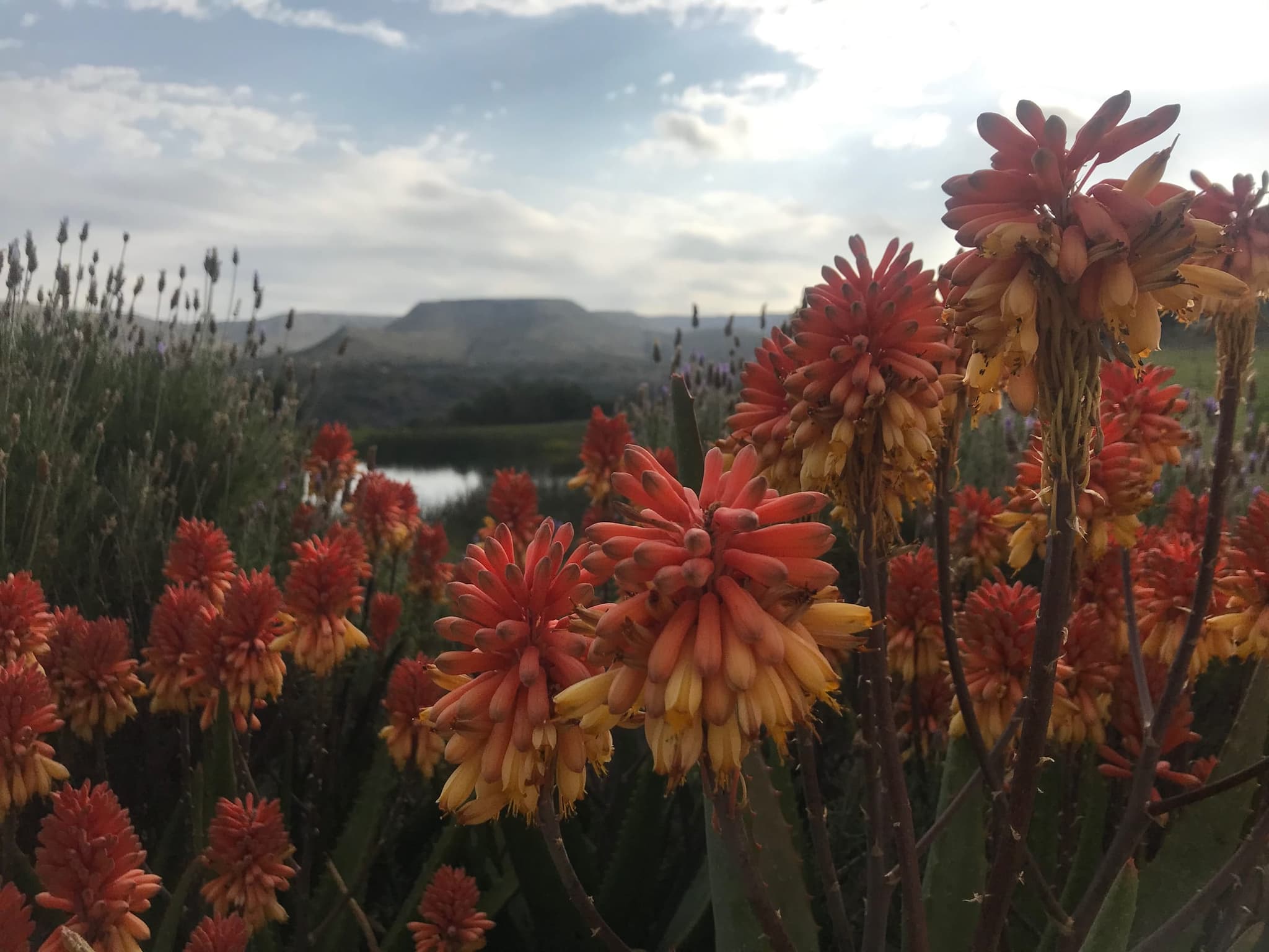 Red aloes in flower above the farm wetland, with the flat-topped hills of the Goukou valley behind.