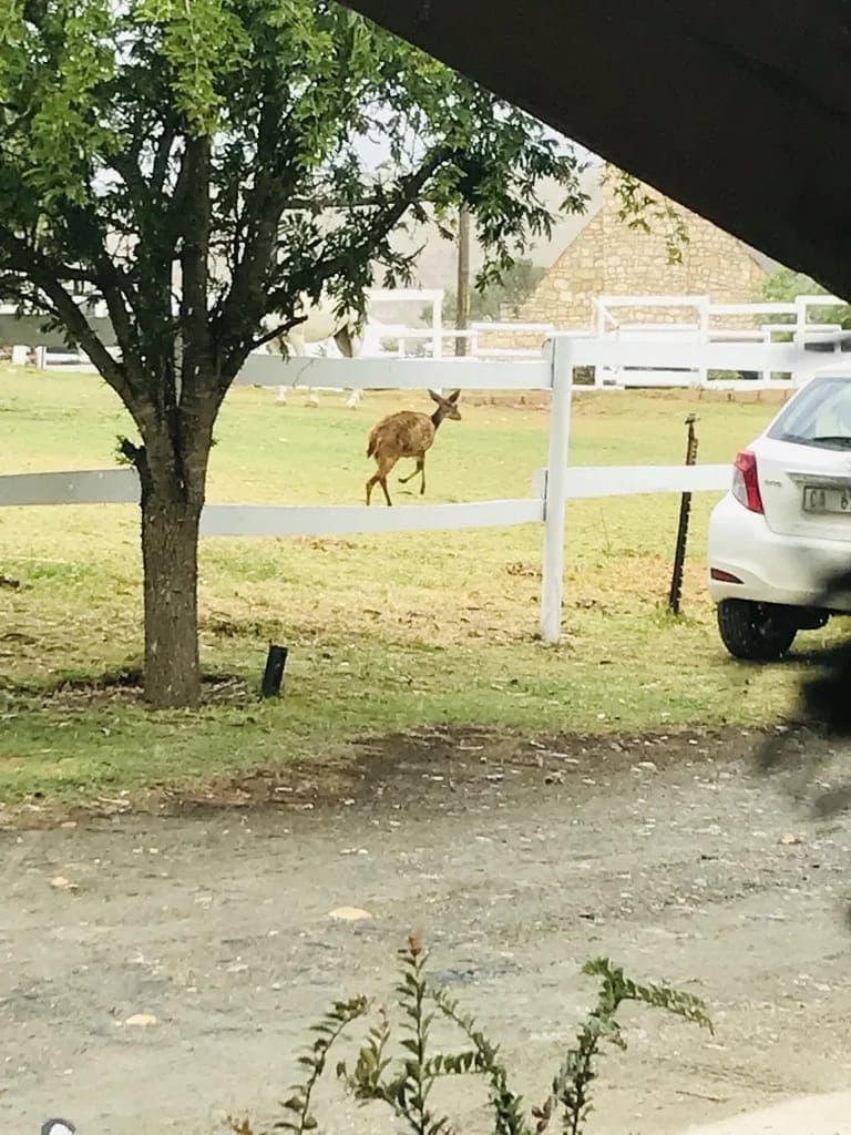 A small antelope grazing beside the paddock fence under a tree.
