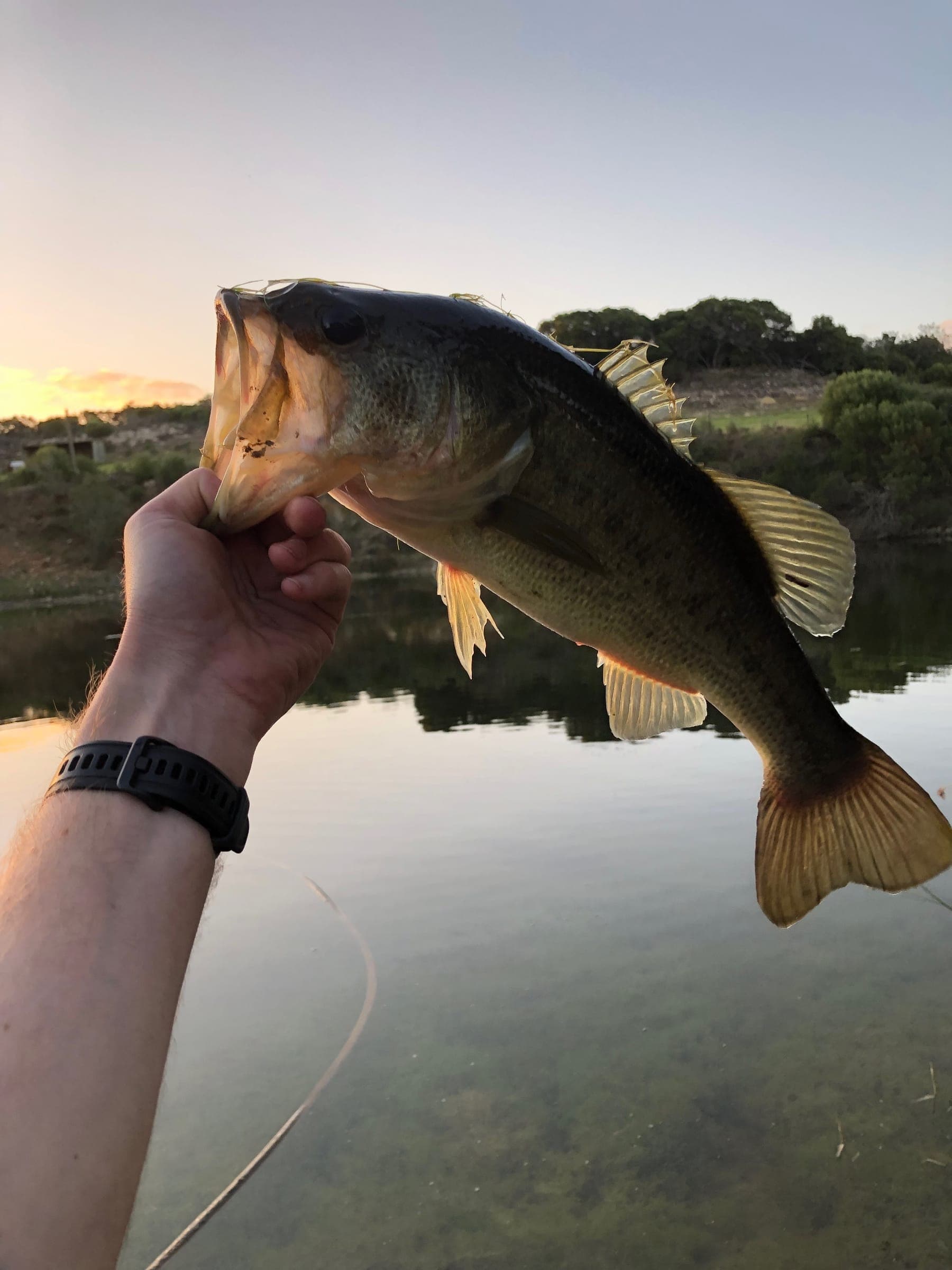 A bass held up against the dusk sky over the farm dam.
