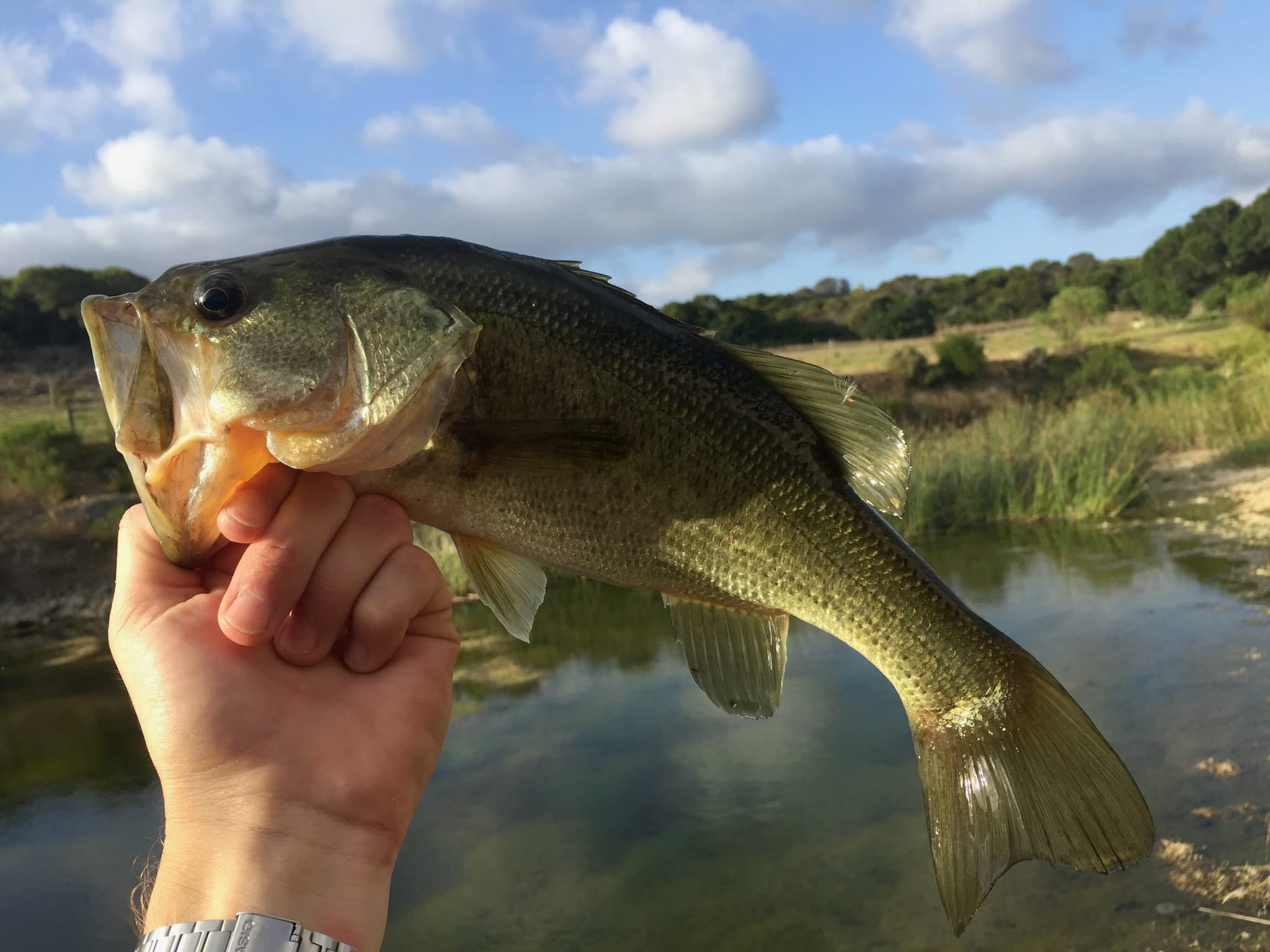 A bass held over the farm dam, with reeds and hills on the far bank.