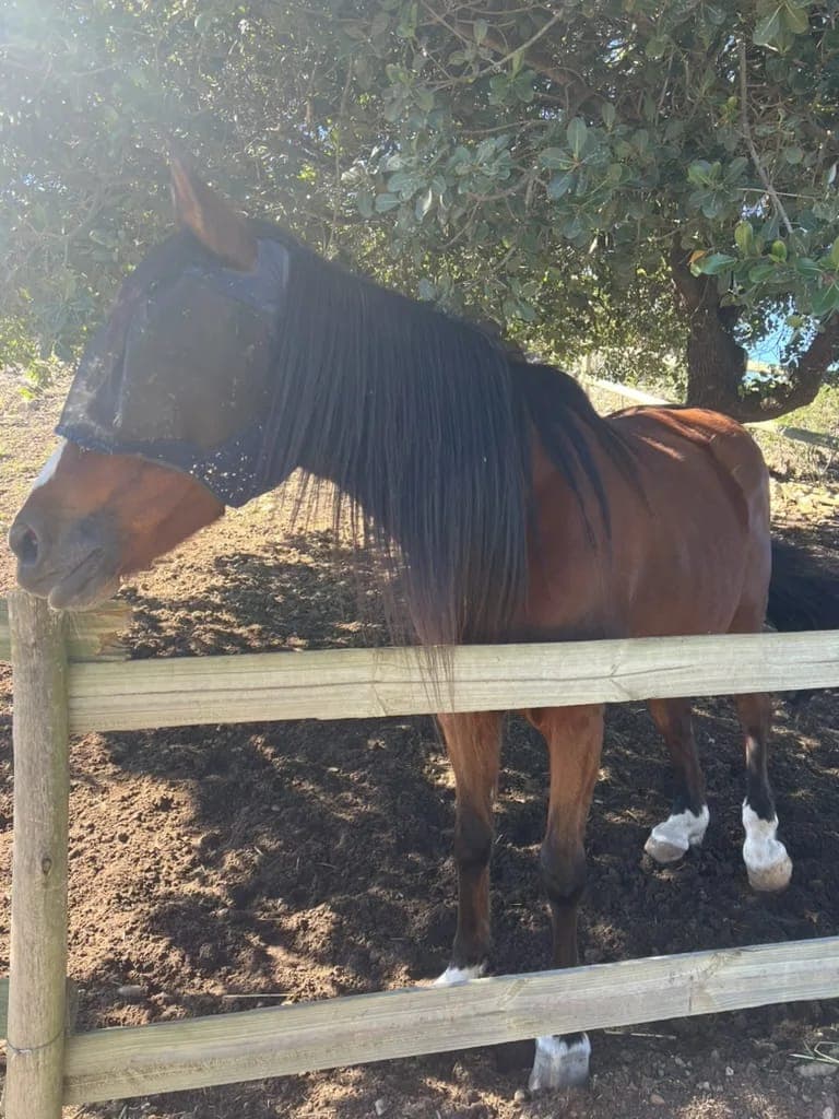 A bay horse with a fly mask resting at the paddock fence in the shade.