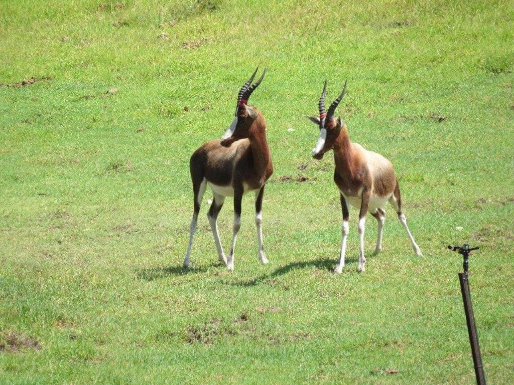Two bontebok facing each other on green grass on the farm.
