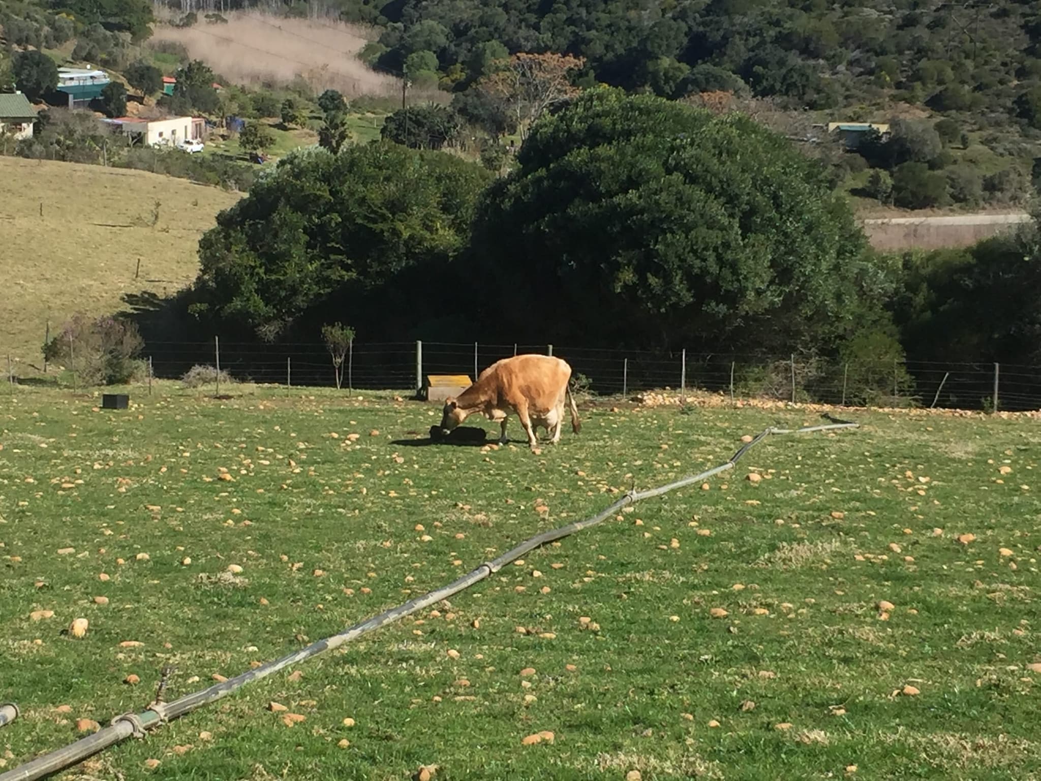 A red cow grazing the green pasture beneath a big milkwood tree on the Stonehouse farm.