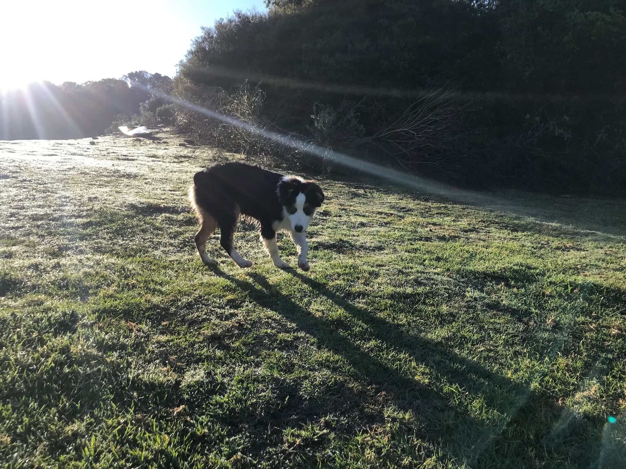 A farm dog crossing the dewy lawn at sunrise, long shadows on the grass.