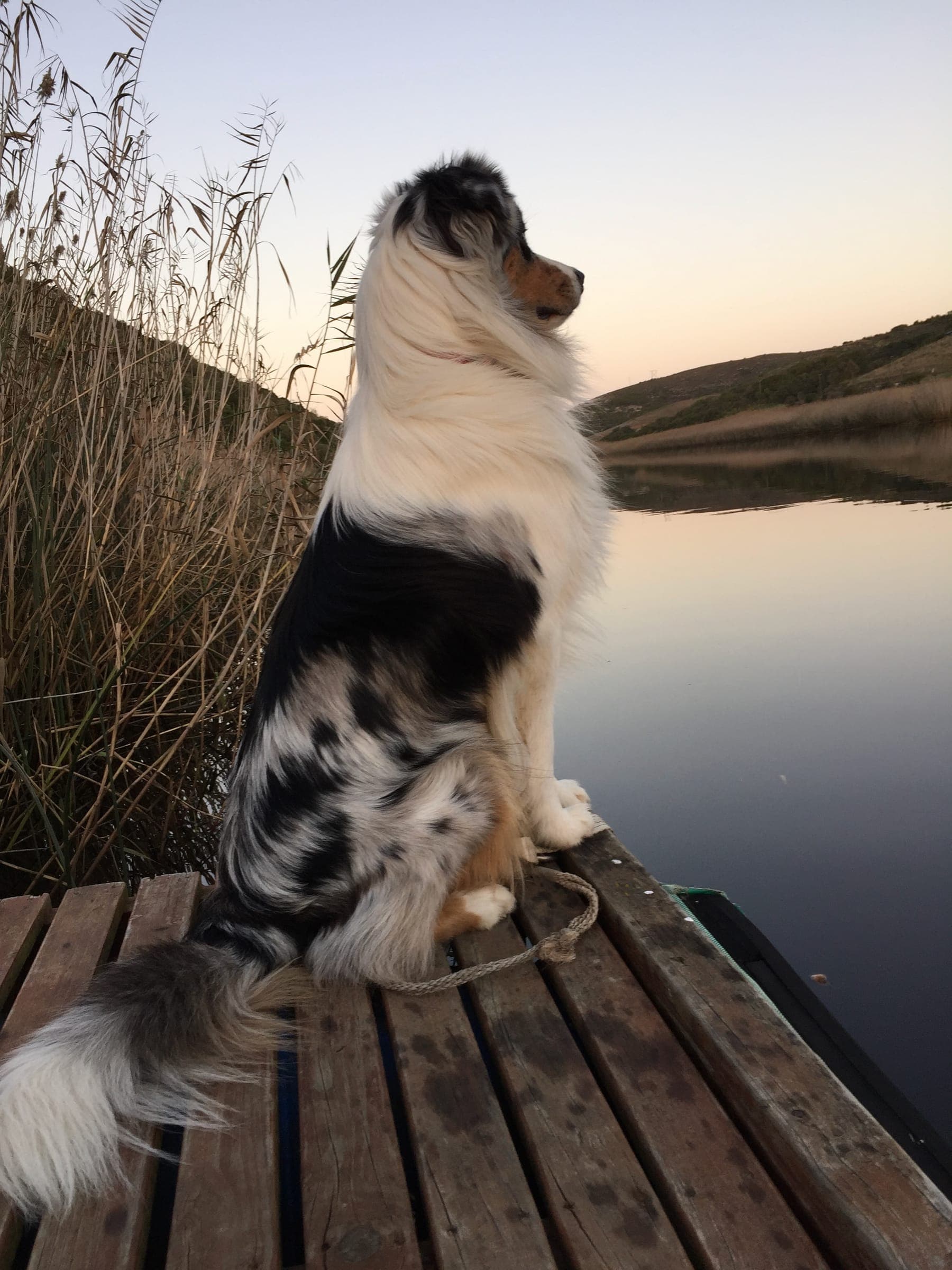 A farm dog on the jetty looking out over the Goukou at dusk.