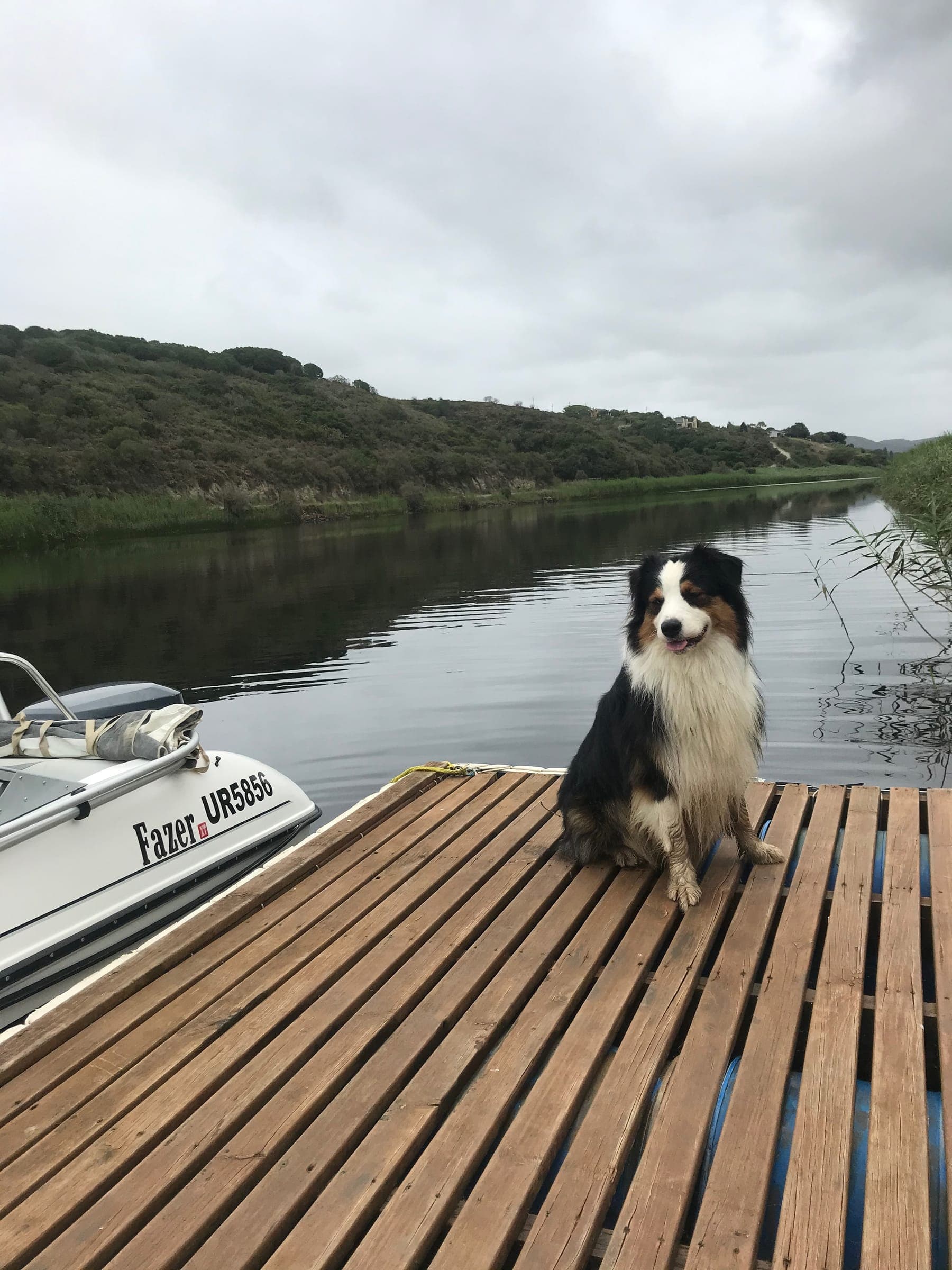 An Australian shepherd sitting on the farm jetty, the Goukou and wooded hills behind.