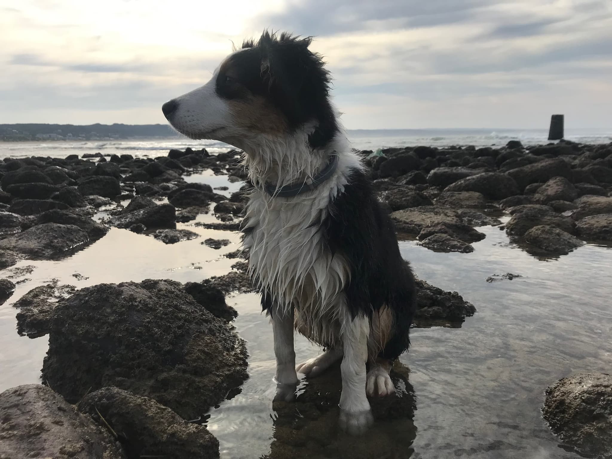 A wet Australian shepherd among the rock pools on the Stilbaai shore.