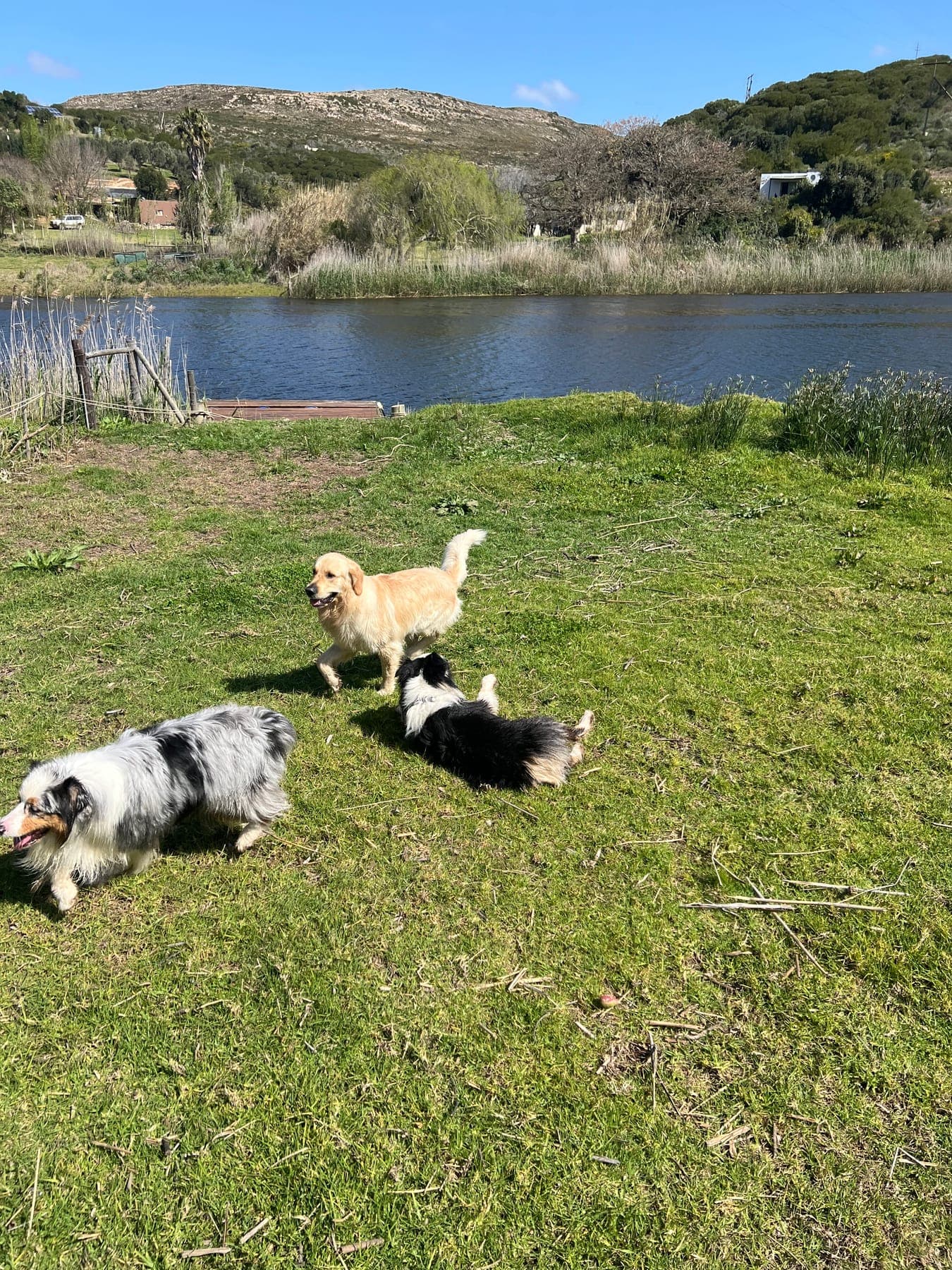 The farm dogs playing on the lawn above the river.