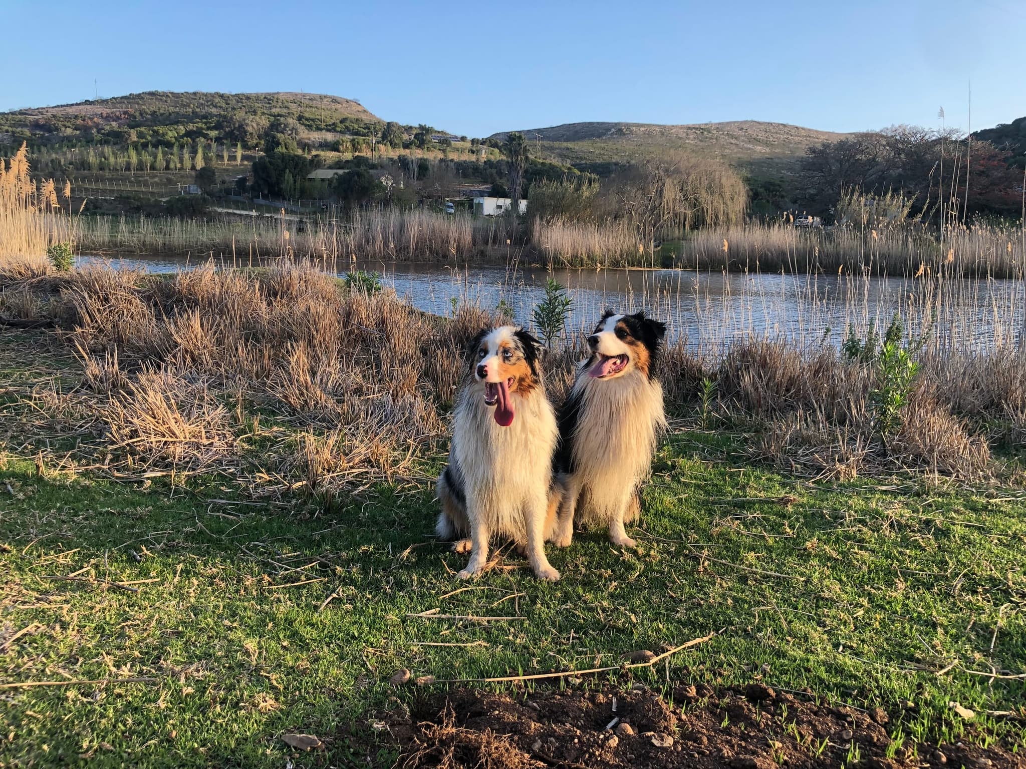 The farm’s two Australian shepherds sitting on the reedy bank of the Goukou in golden evening light.