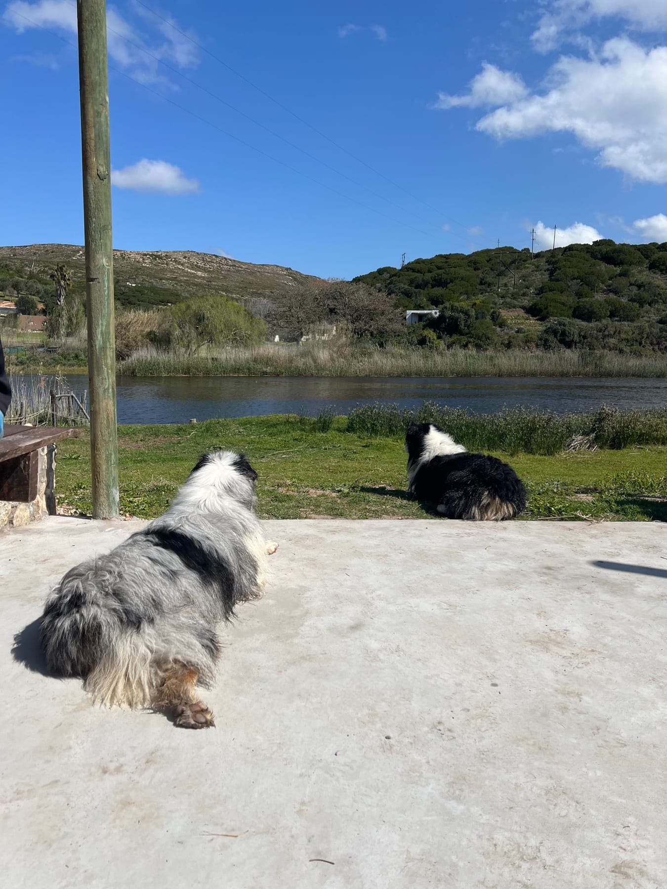 The two farm dogs on the terrace looking over the Goukou River and the hills.