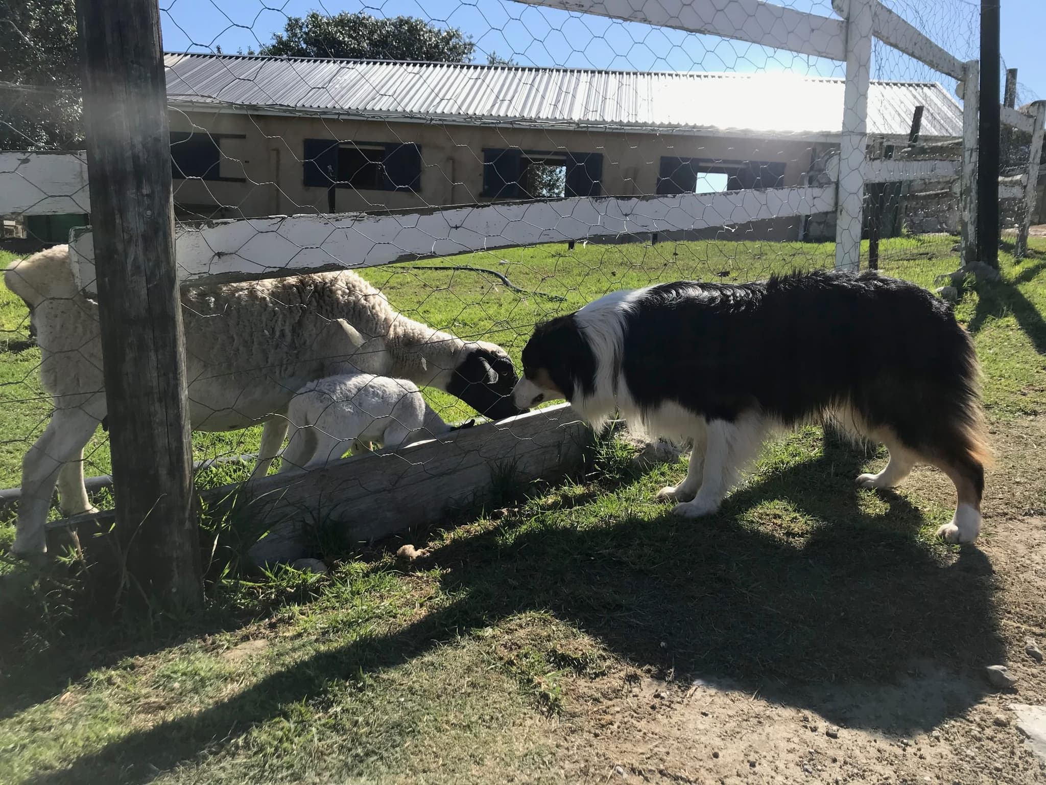 A ewe and her lamb at the paddock trough, with one of the farm sheepdogs looking on.