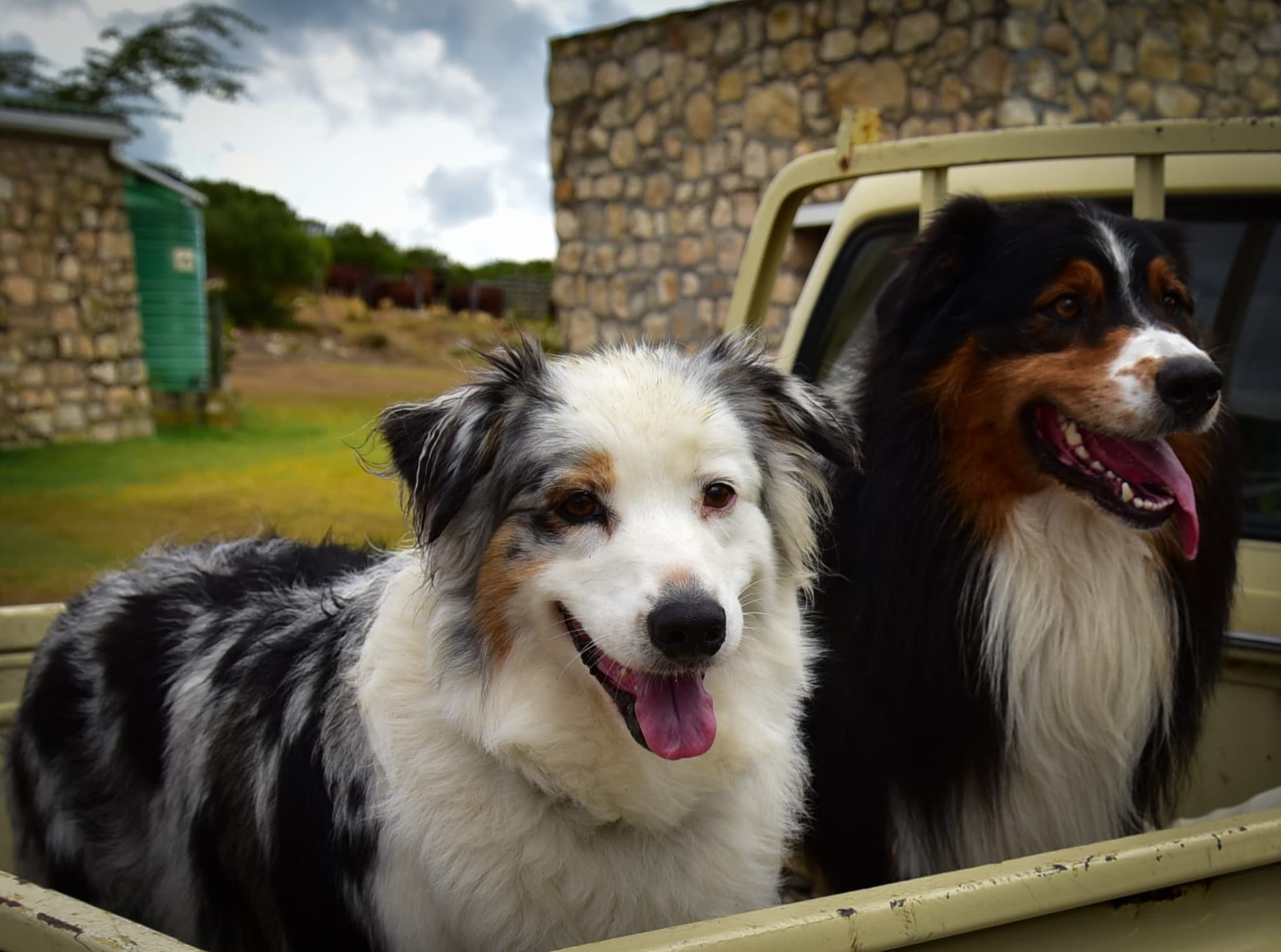 Two Australian shepherd dogs on the back of a farm bakkie outside a stone outbuilding.