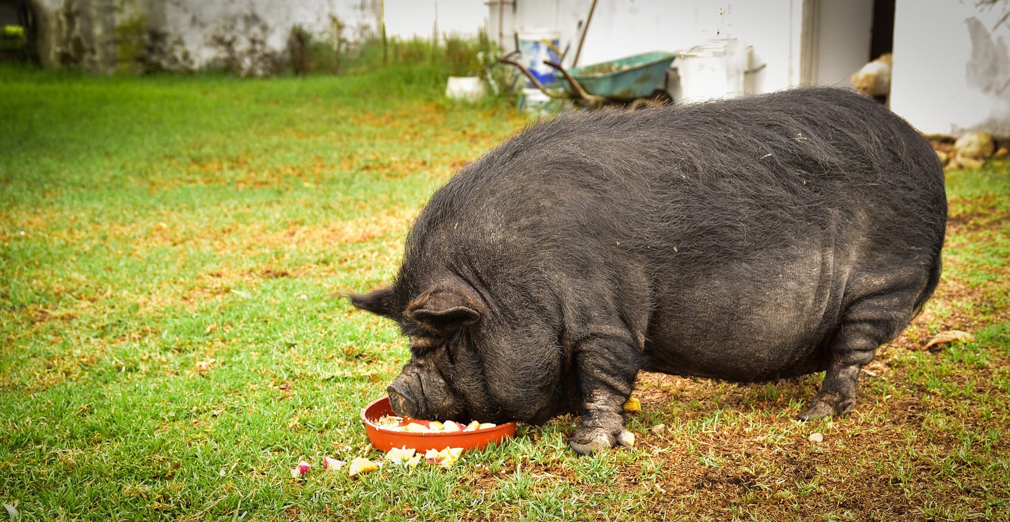 The farm pot-bellied pig eating from a red bowl on the lawn.
