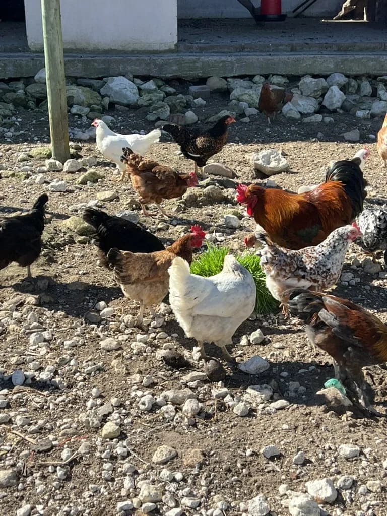 Free-range hens and a rooster scratching in the farmyard.
