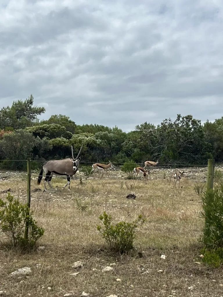 Gemsbok (oryx) grazing in the fynbos veld on the farm.