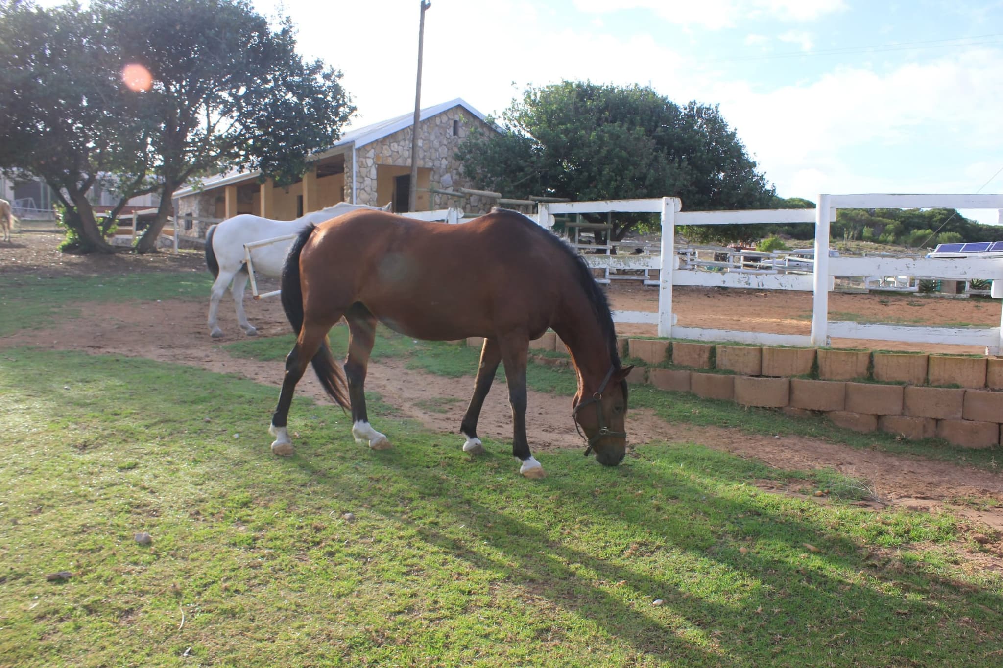 A bay horse grazing beside the white paddock fence, with a grey horse behind it.