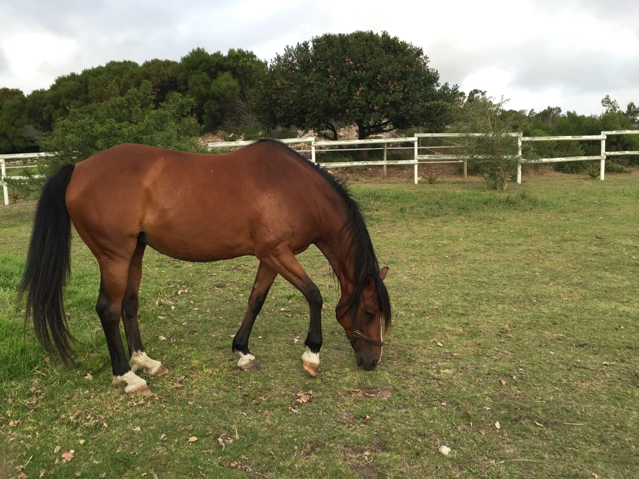 A chestnut horse grazing in the paddock under a cloudy sky, milkwoods along the fence line.