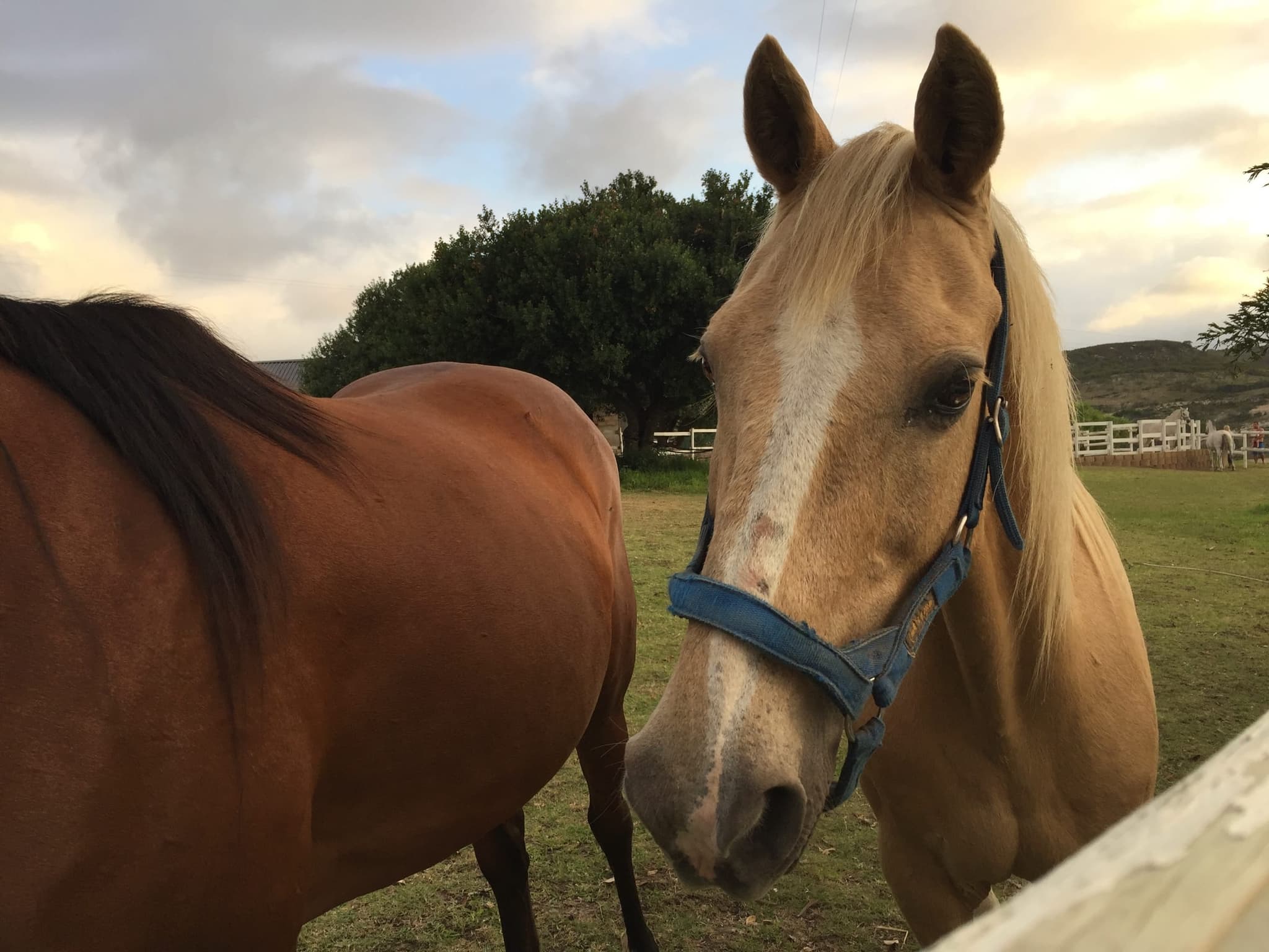 A palomino and a bay horse looking over the white paddock fence.