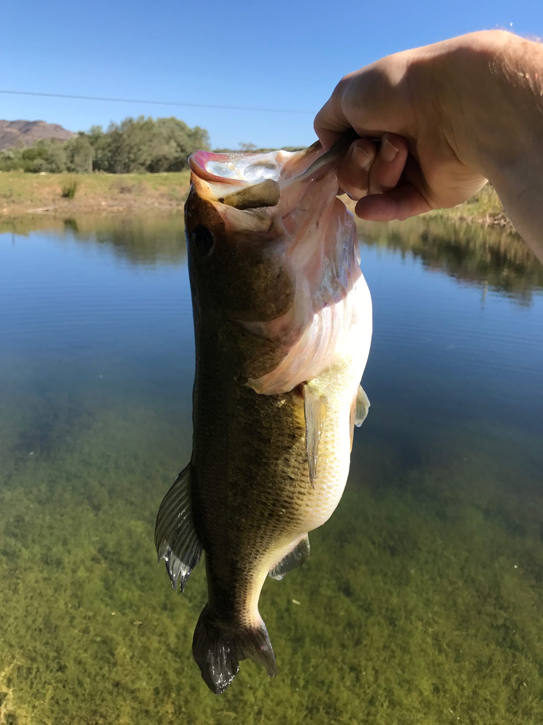 A largemouth bass held up over the clear, weedy shallows of the farm dam.