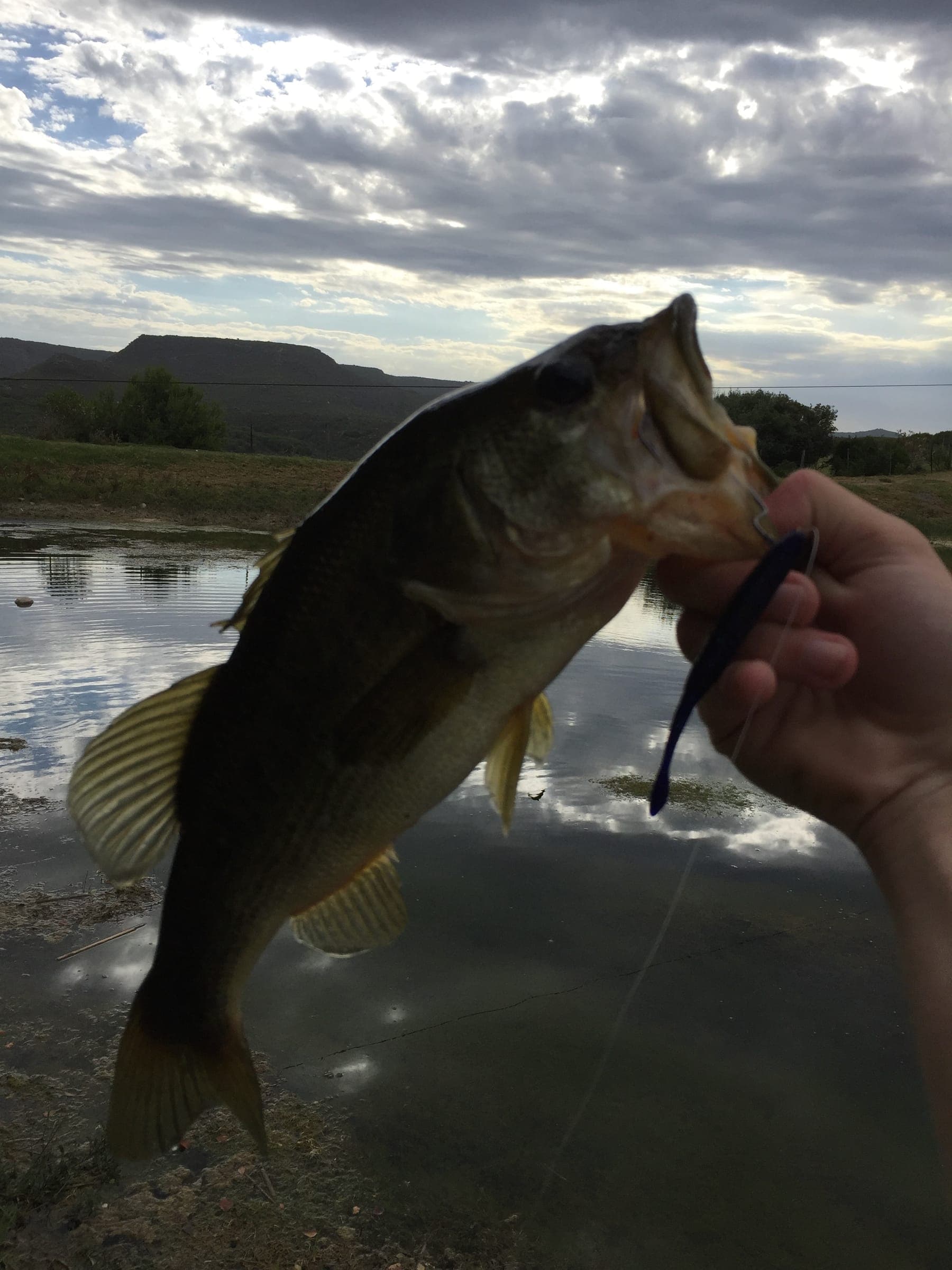A largemouth bass held up at the farm dam, with the flat-topped hills of the valley behind.