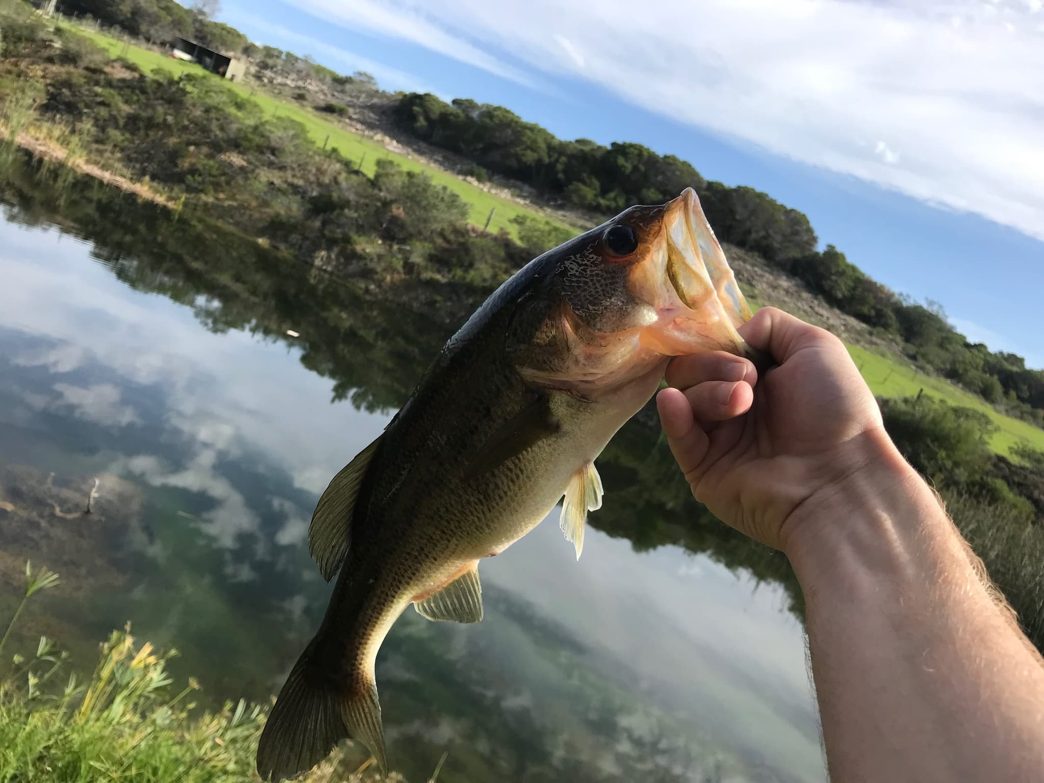 A largemouth bass held over the farm dam, the water mirroring the sky and the green bank.