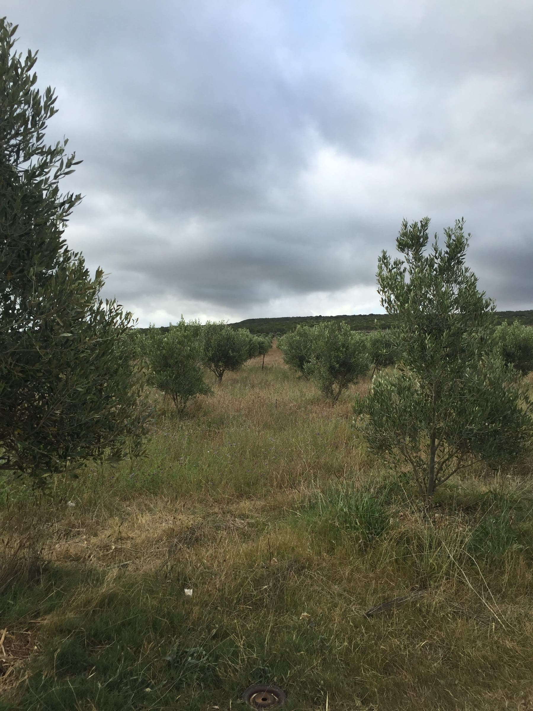 Young olive trees along a grassy avenue in the Stonehouse orchard under a cloudy sky.
