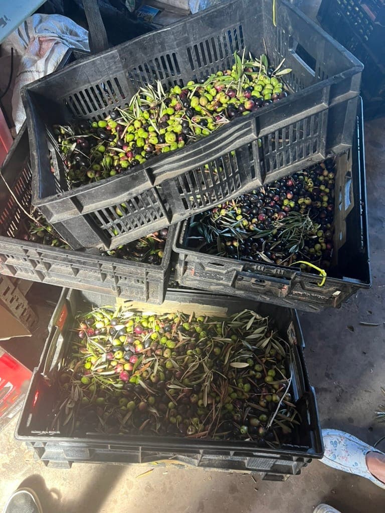 Crates of freshly picked olives from the Stonehouse orchard at harvest time.