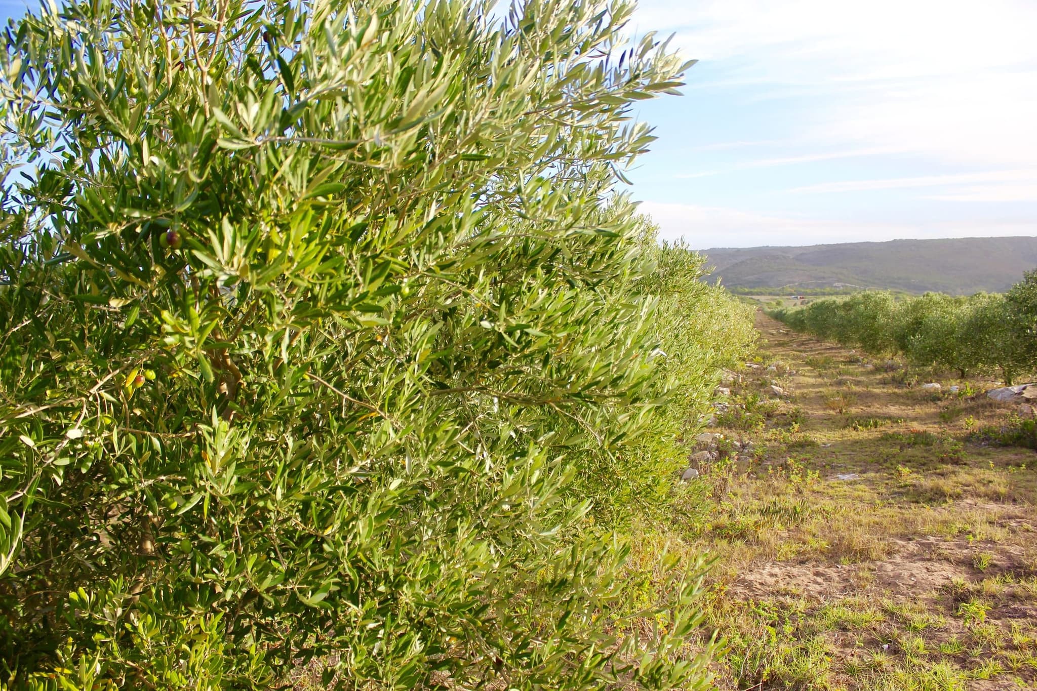 A long row of olive trees in the orchard, the Goukou valley hills on the horizon.