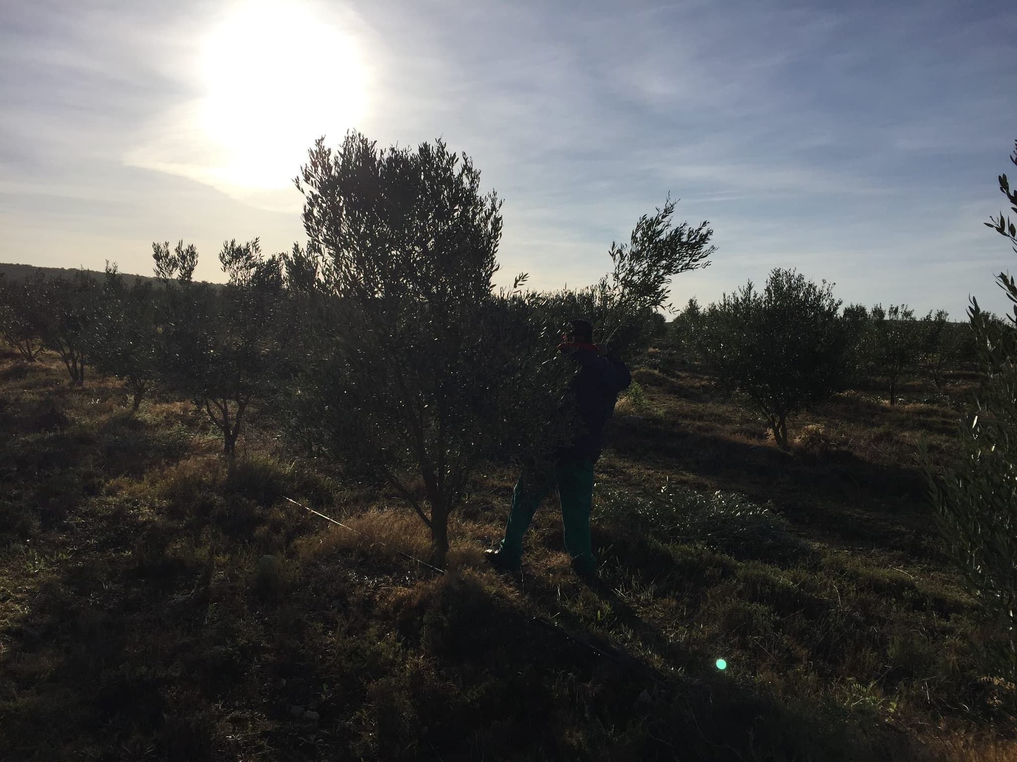 Olive trees backlit by the winter morning sun during the harvest.