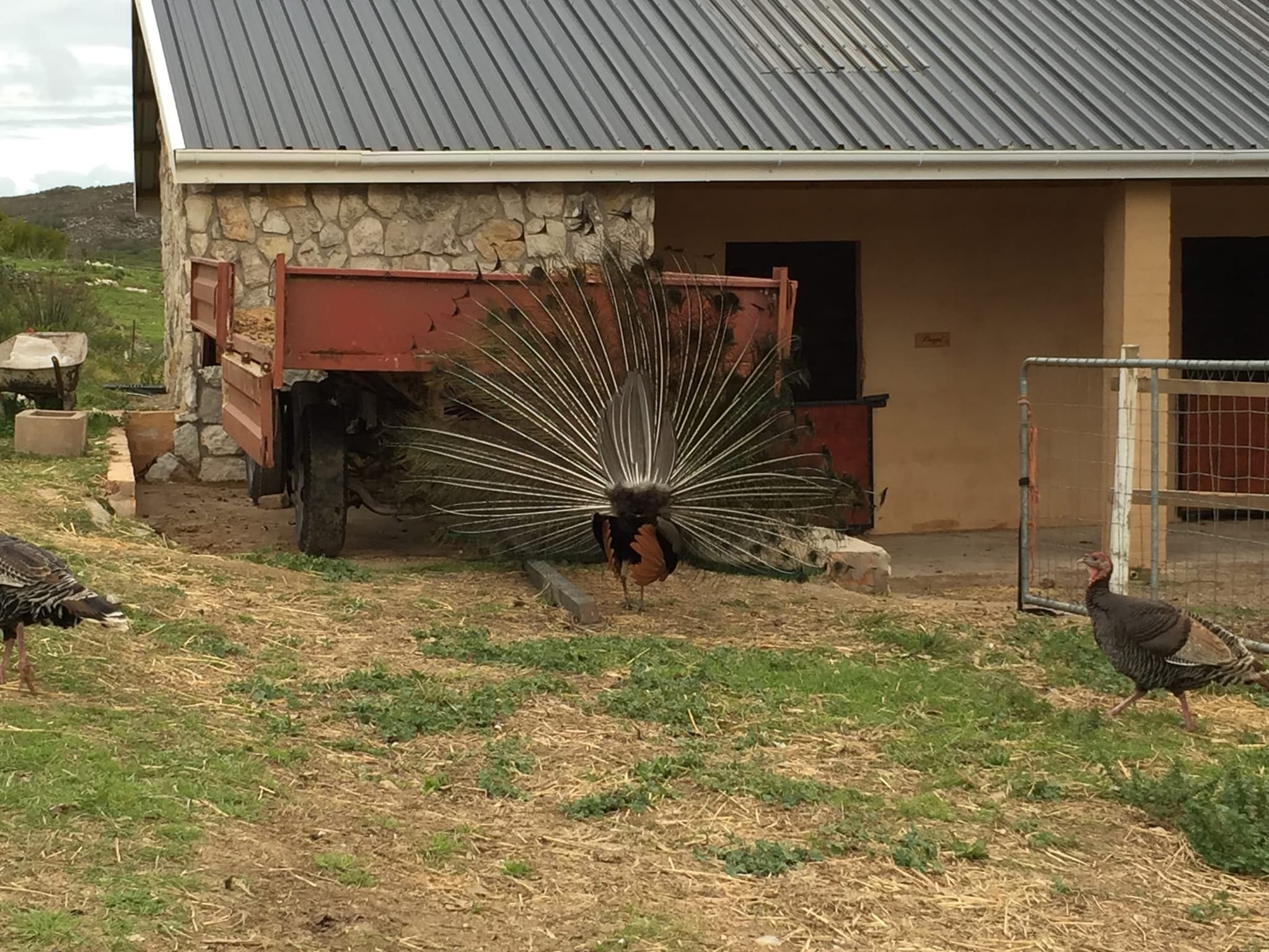 A peacock with its tail fanned in front of the stone stables, a peahen beside it.