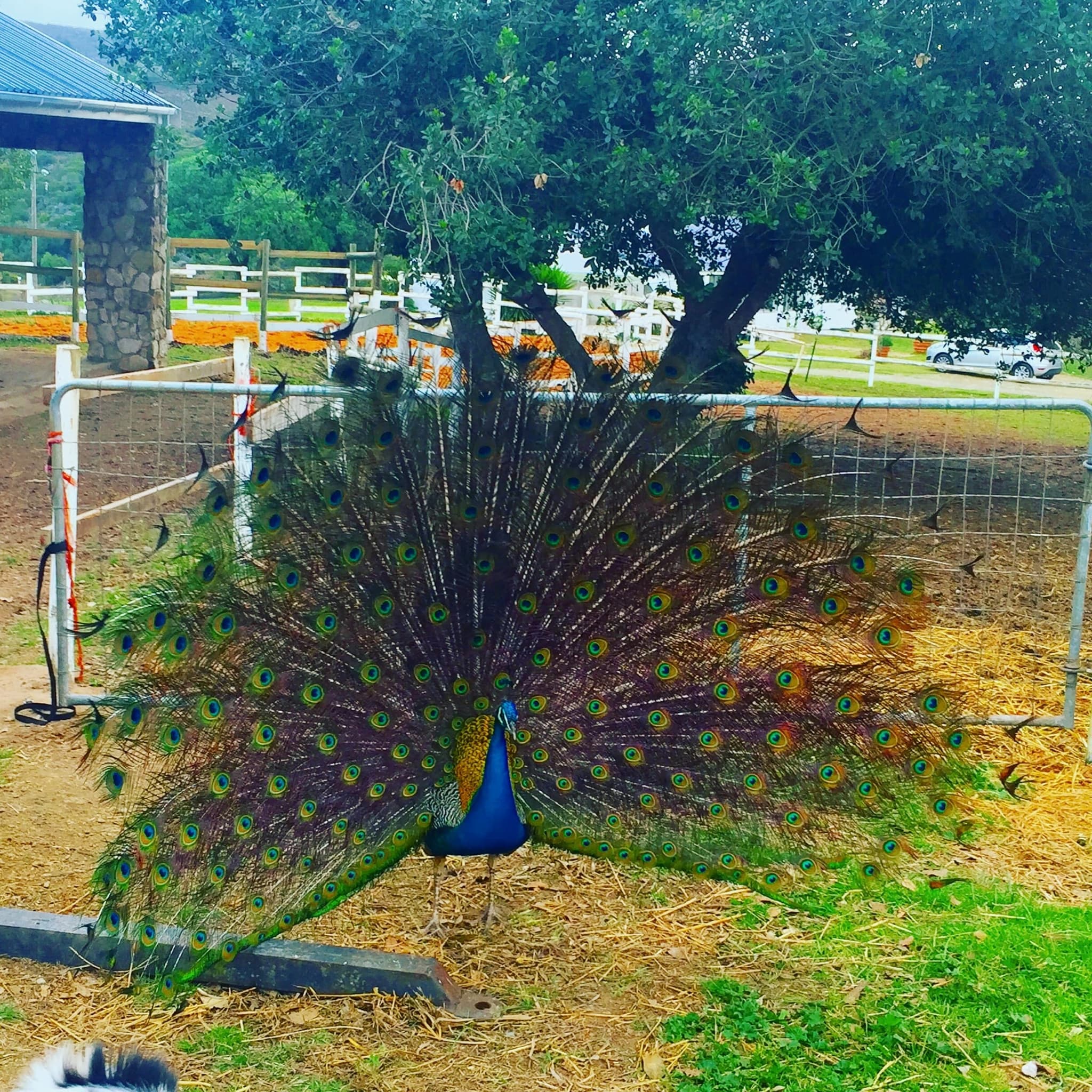 One of the farm peacocks with its tail fanned out in full display.
