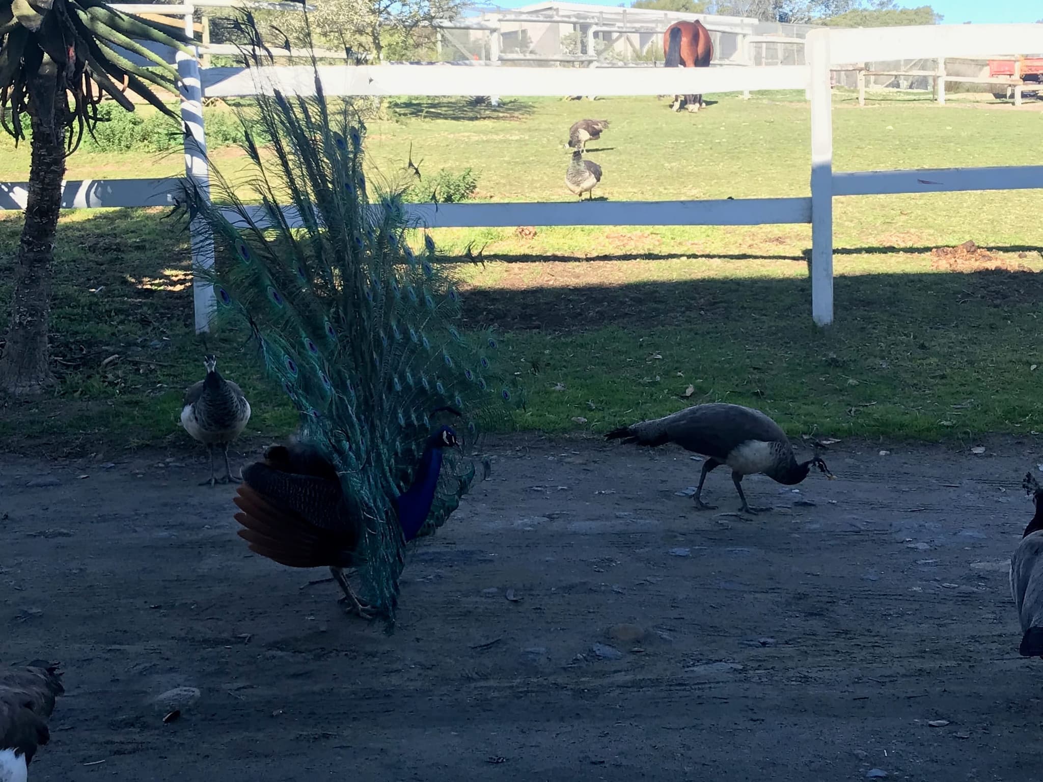Peacocks on the farm road by the white paddock fence in the evening.