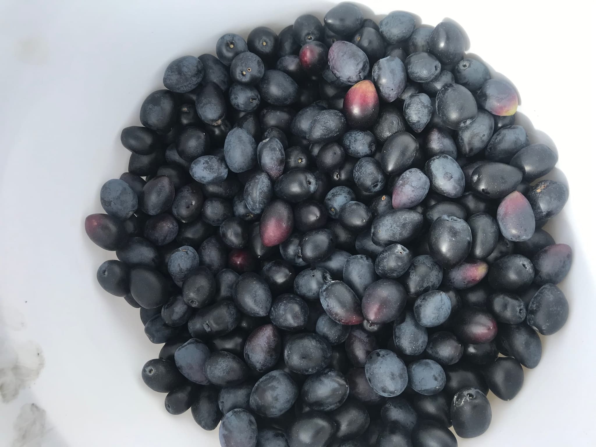 A heap of freshly picked black olives from the Stonehouse orchard.