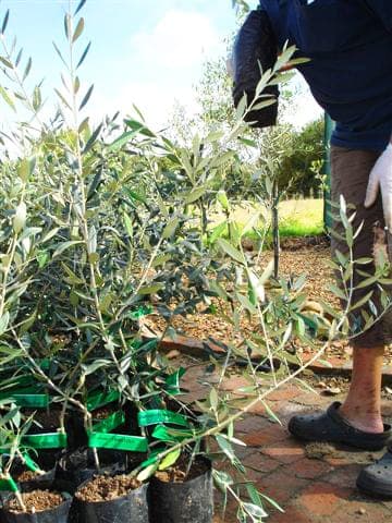 Planting one of the first olive trees in the Stonehouse orchard in 2008.