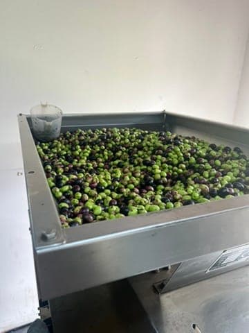 Freshly picked olives in the hopper of the press on the farm, ready to be pressed.