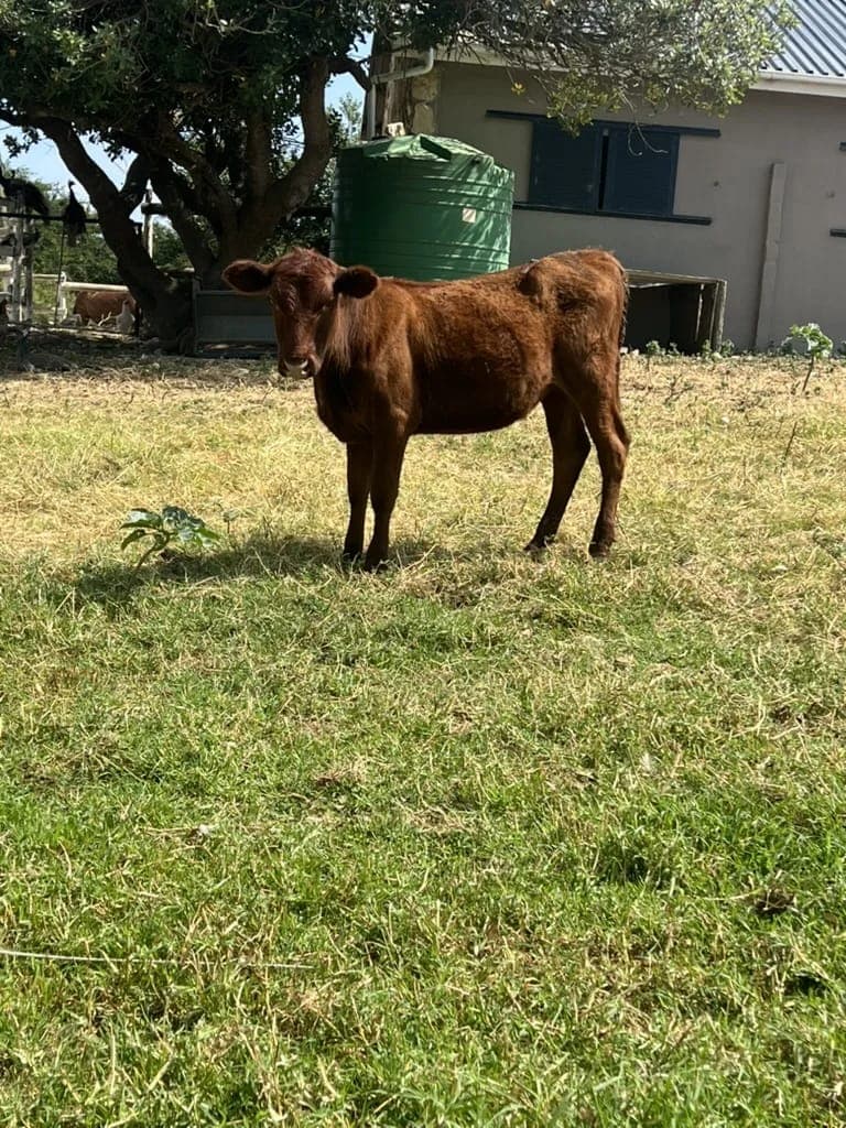 A young red Rooi-poenskop calf standing on the farmhouse lawn.