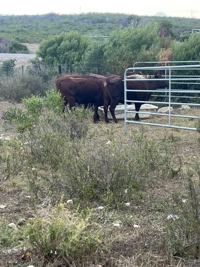Red Rooi-poenskop cattle at the paddock gate, with fynbos in the foreground.