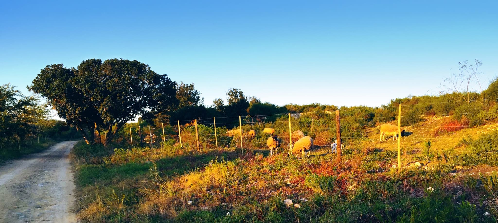 Sheep grazing in a fenced pasture in golden evening light, with milkwood trees behind.