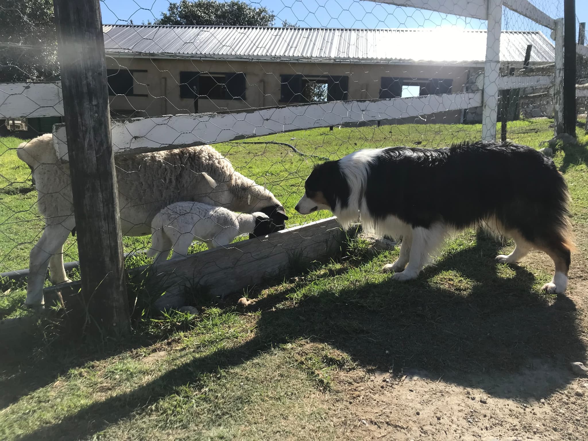 The farm’s Australian shepherd with the sheep at the water trough by the paddock fence.