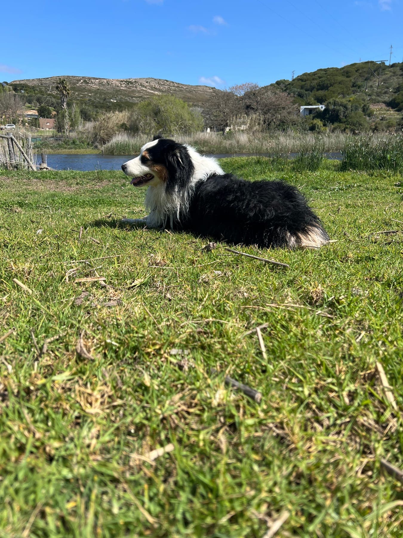 An Australian shepherd lying on the lawn beside the Goukou River in the sun.