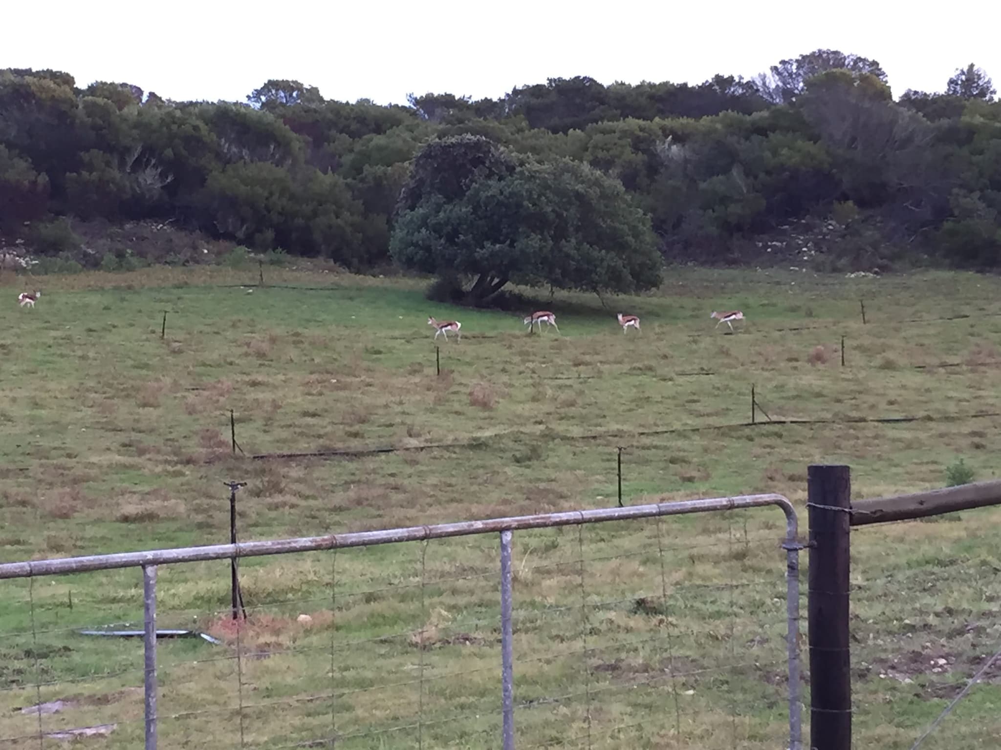 Springbok grazing a pasture beyond a farm gate, milkwoods and bush on the slope behind.