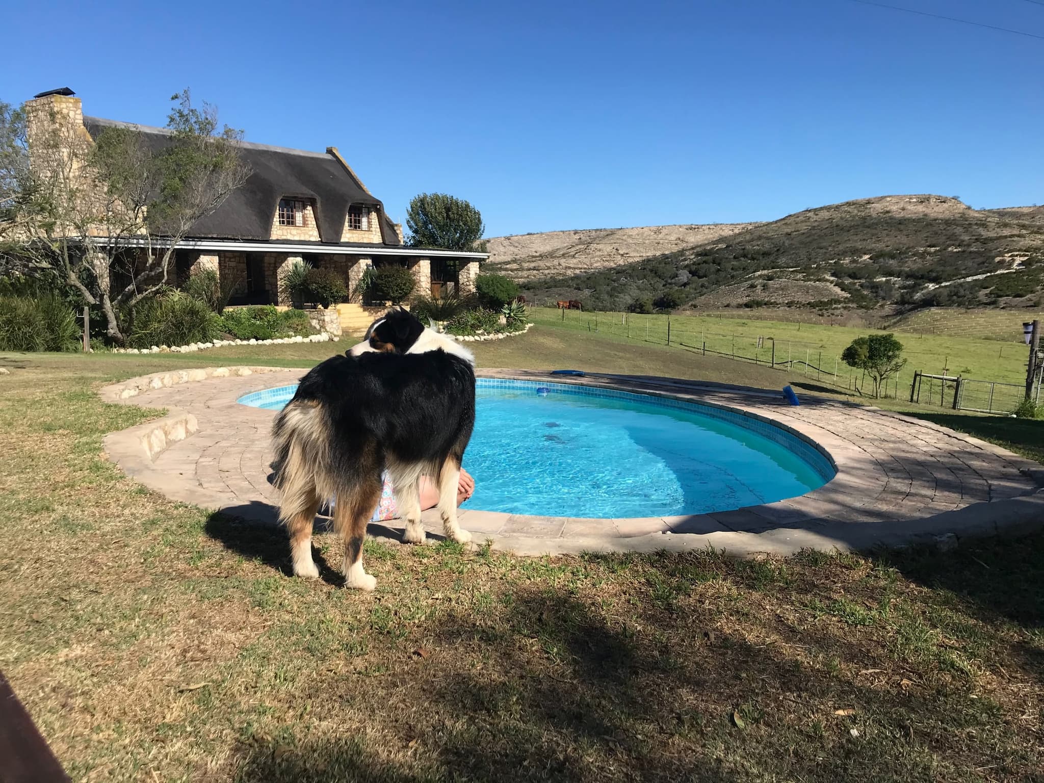 One of the farm’s Australian shepherds beside the Stonehouse Lodge pool, the thatched house behind.