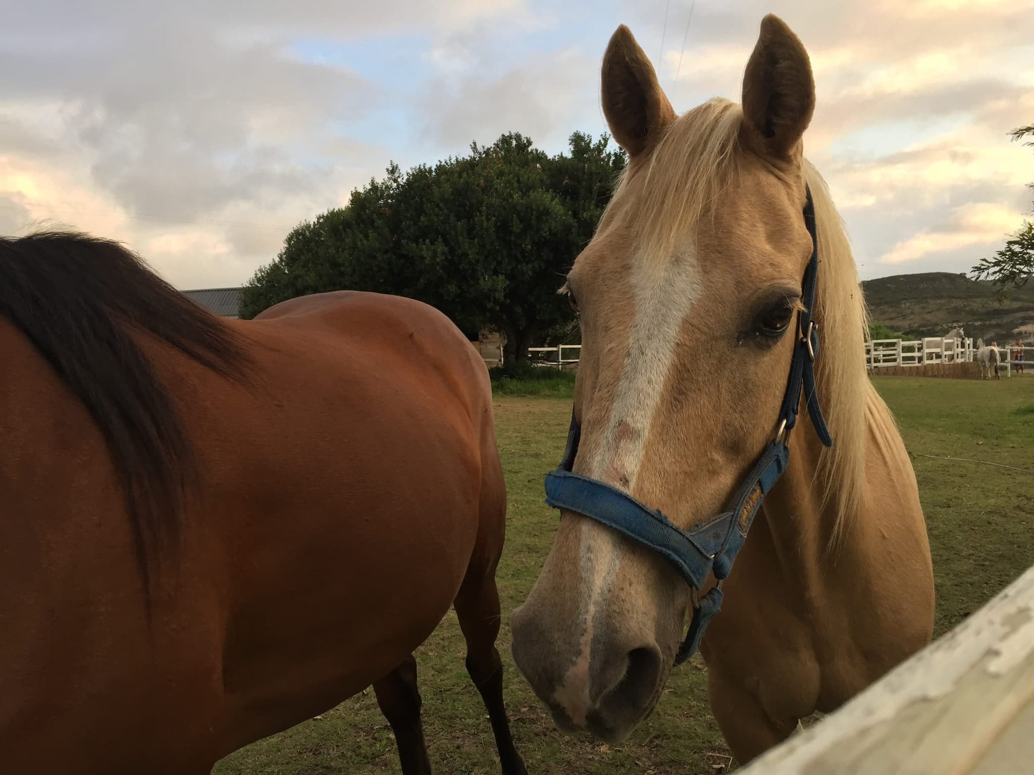 A palomino and a bay horse side by side at the paddock fence.