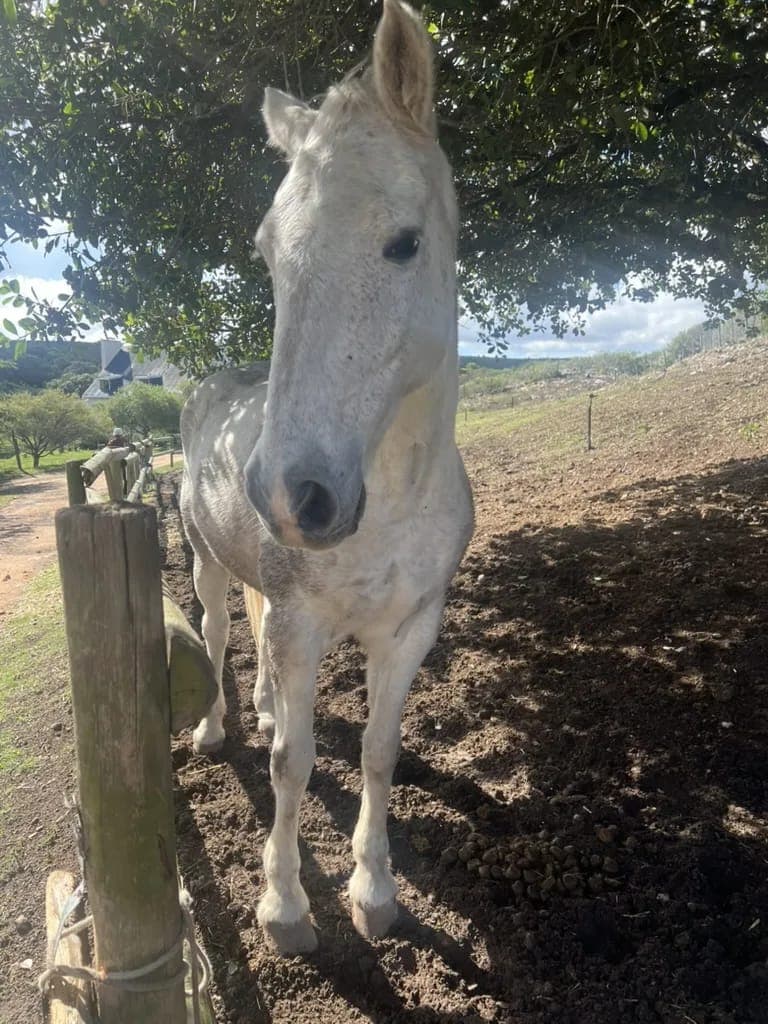 The white horse standing under a tree beside the paddock post.