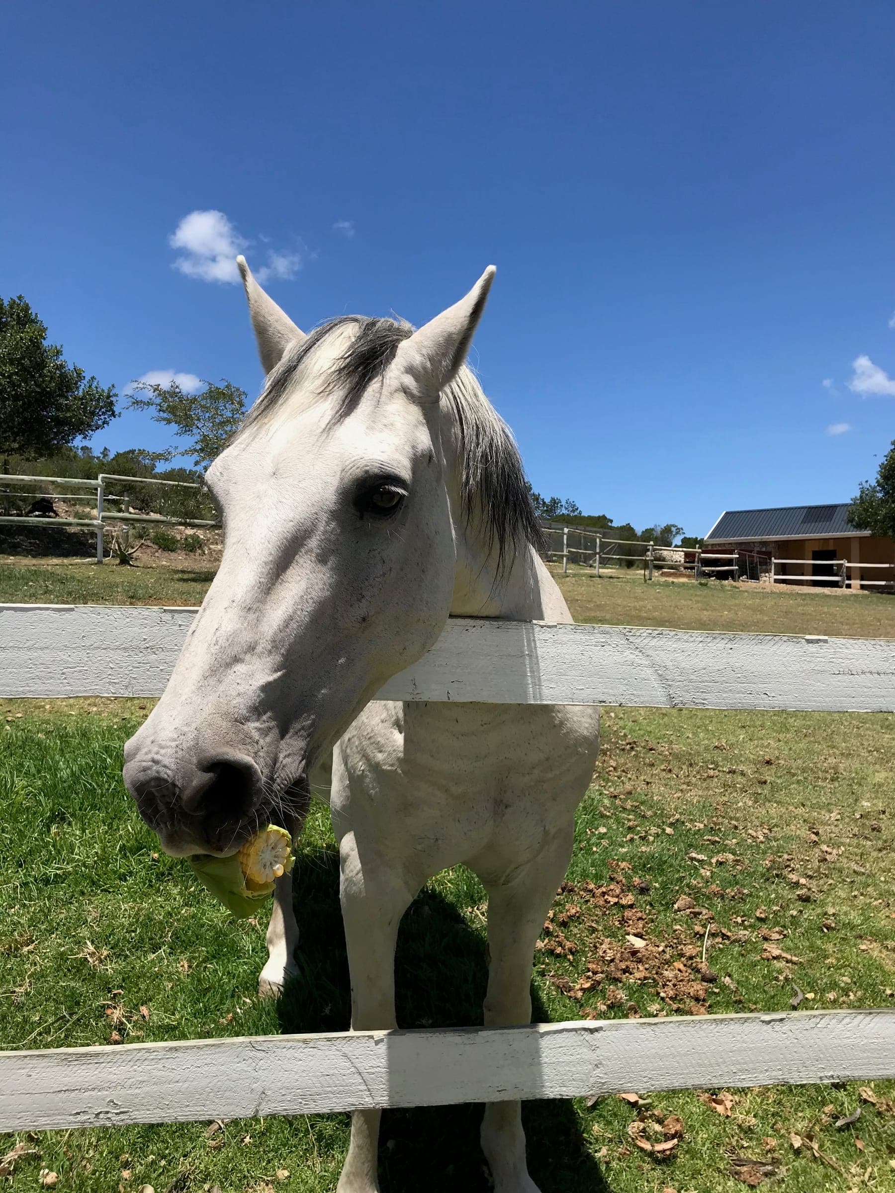 A grey horse leaning over the paddock rail, the stables and blue sky behind.