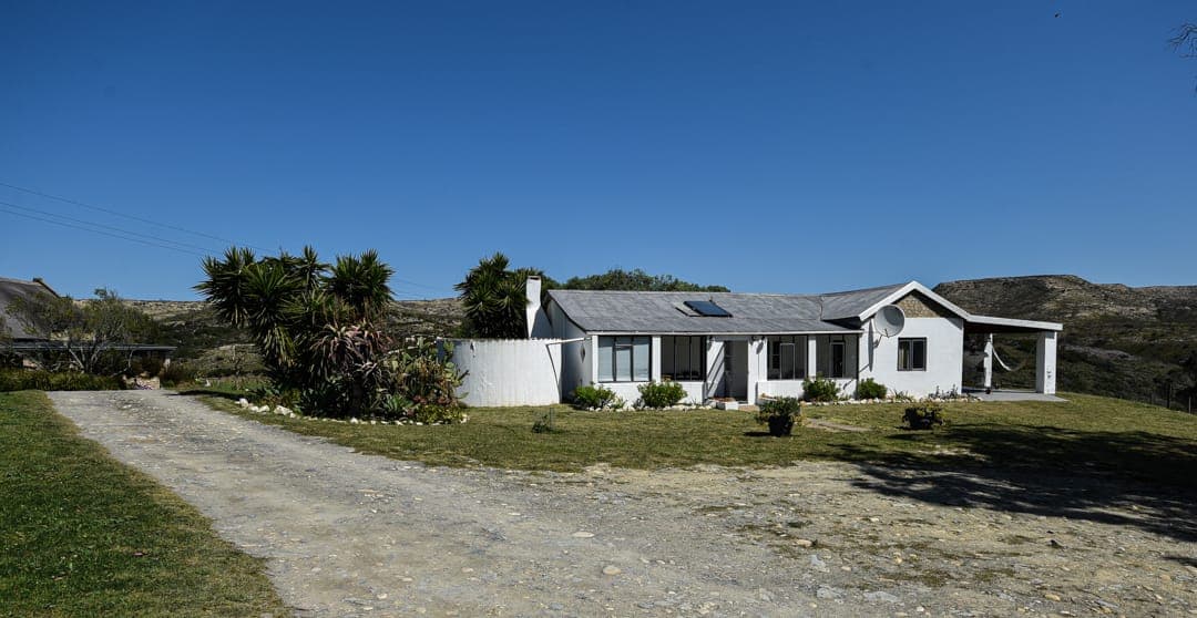The gravel approach to White House Cottage, with palms and aloes beside the house.