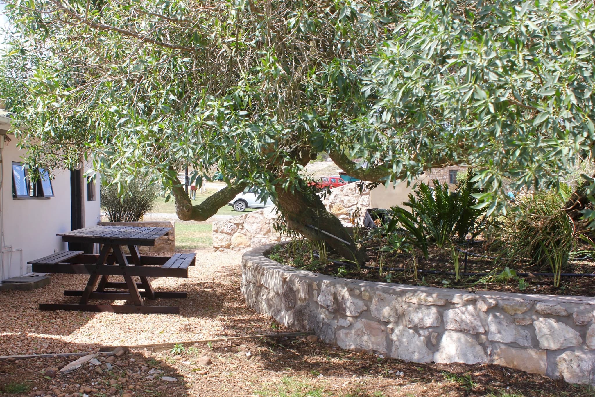 The outdoor atrium at White House Cottage: a picnic table under a big old tree, with a stone-walled garden bed.